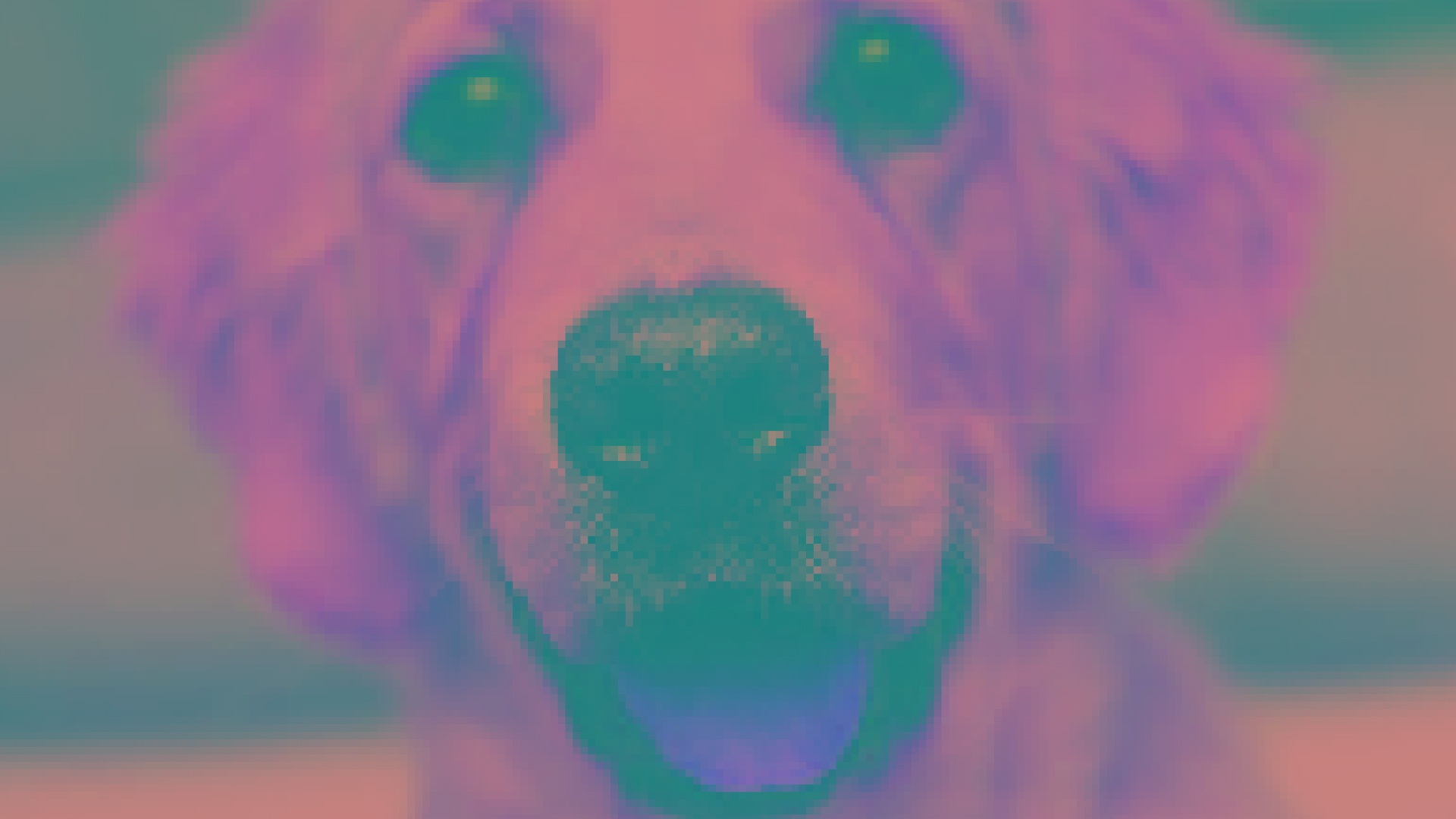DALI supports color space conversion operations using an image of a dog smiling DALI supports color space conversion operations using an image of a dog smiling