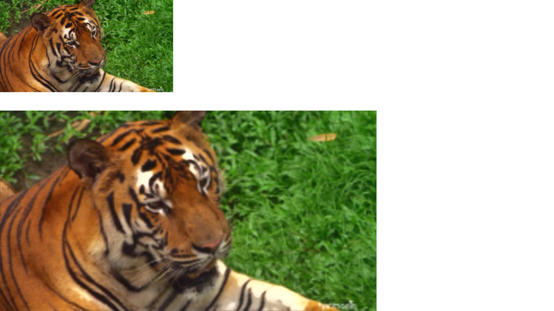 DALI supports data loading operators for video processing using an image of a tiger DALI supports data loading operators for video processing using an image of a tiger