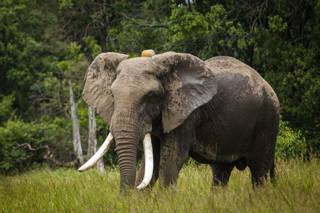 an image of an elephant with the EarthRanger tracker attached to its neck.
